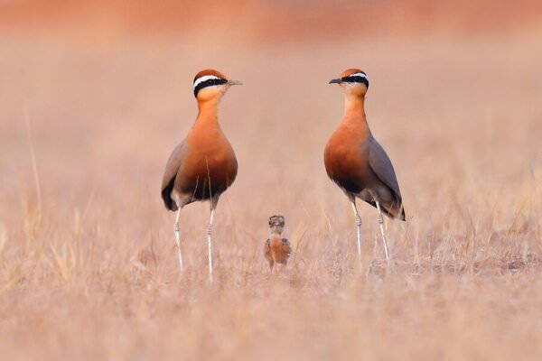 Photograph K Kumar Indian Courser Has An Incredible Family on One Eyeland