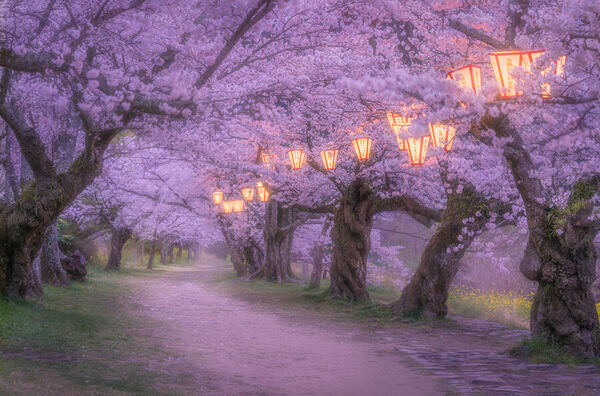 Photograph Vu Quan Row Of Cherry Blossom Trees on One Eyeland