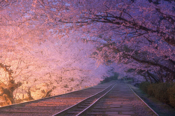 Photograph Vu Quan Lost Railway With Cherry Blossoms on One Eyeland