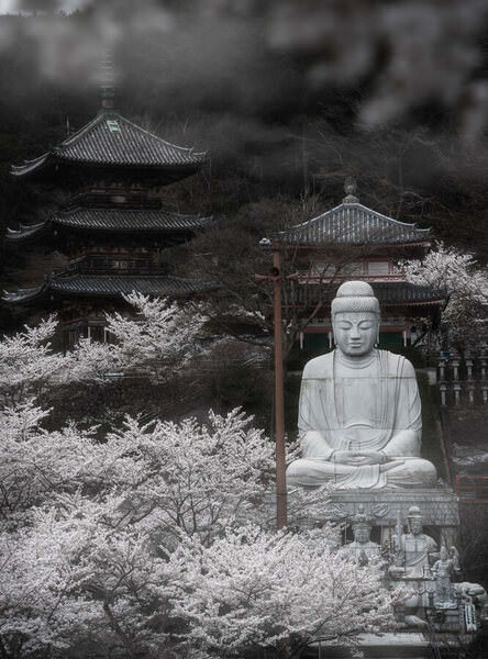 Photograph Vu Quan Cherry Blossom With The Great Buddha on One Eyeland