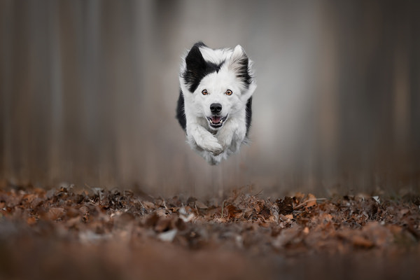 Photograph Marina Barbati Dog Can Fly on One Eyeland