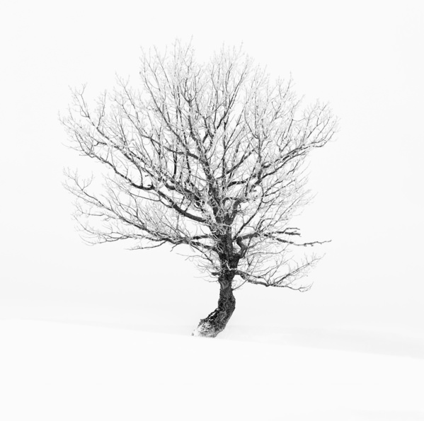 Photograph Tatiana Biriukova Beautyful Tree on One Eyeland