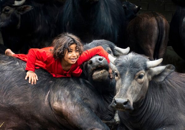 Photograph Masuomeh Asakereh Girl With Cow on One Eyeland