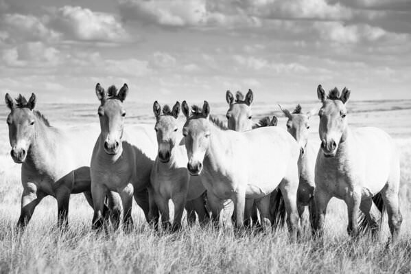 Photograph Tatiana Biriukova Horses on One Eyeland