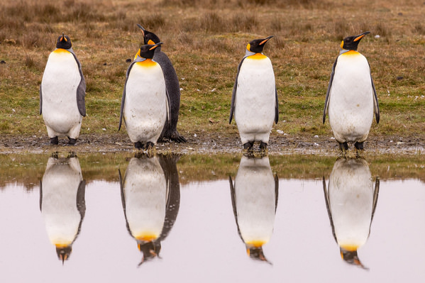 Photograph Andy Pollard Reflecting Kings on One Eyeland