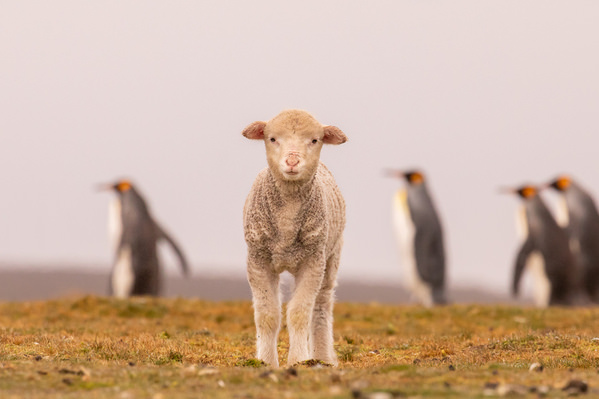 Photograph Andy Pollard Spring Lamb on One Eyeland