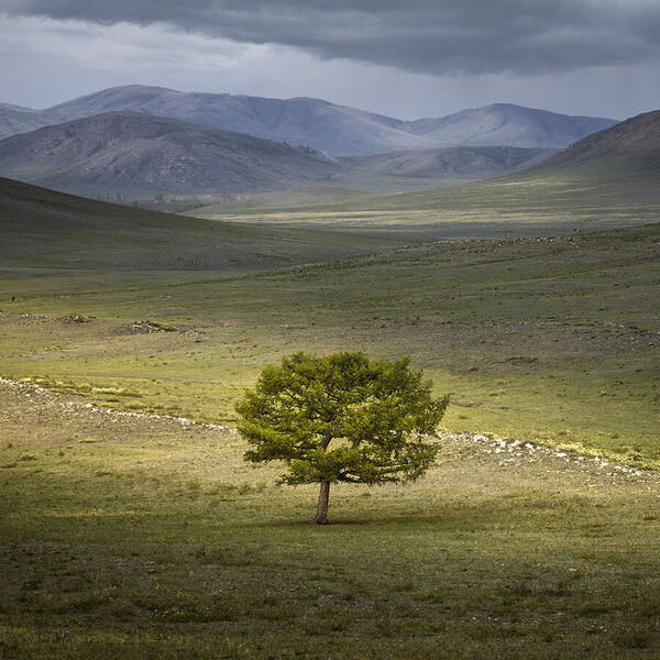 Photograph Tatiana Biriukova Tree In A Mountain on One Eyeland