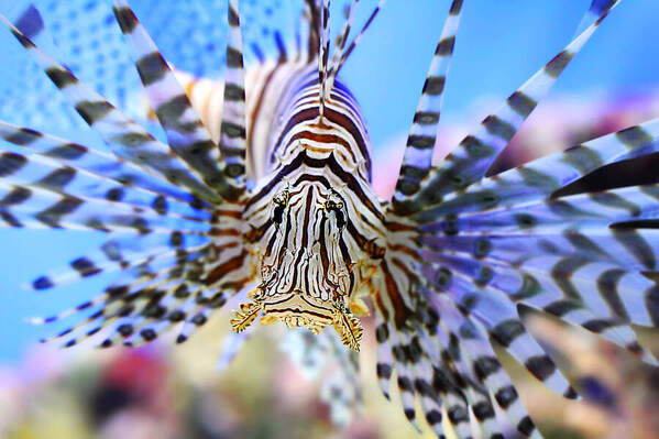 Photograph Dmitry Saltykov Zebra Fish on One Eyeland