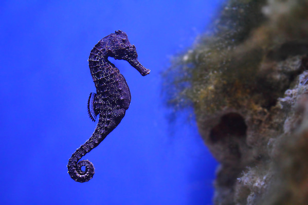 Photograph Dmitry Saltykov Sea Horse on One Eyeland