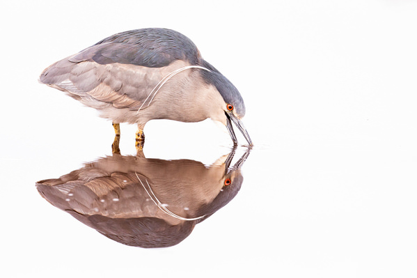 Photograph Andy Pollard Heron Reflection on One Eyeland