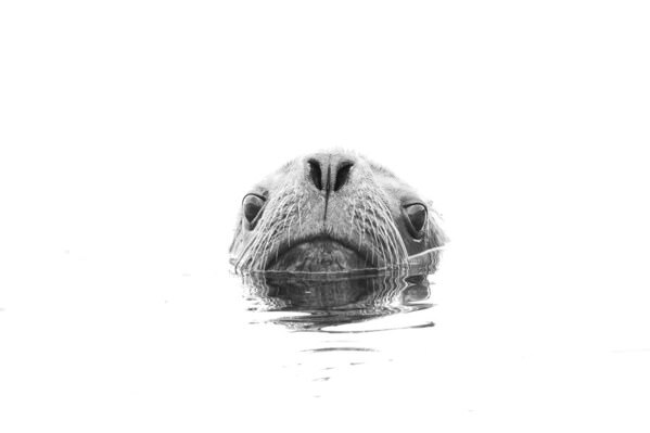 Photograph Andy Pollard High Key Seal on One Eyeland