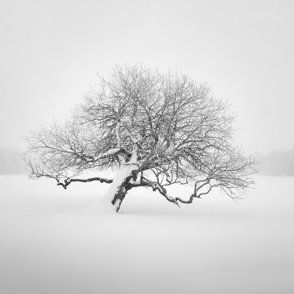 Photograph Tatiana Biriukova Tree on One Eyeland