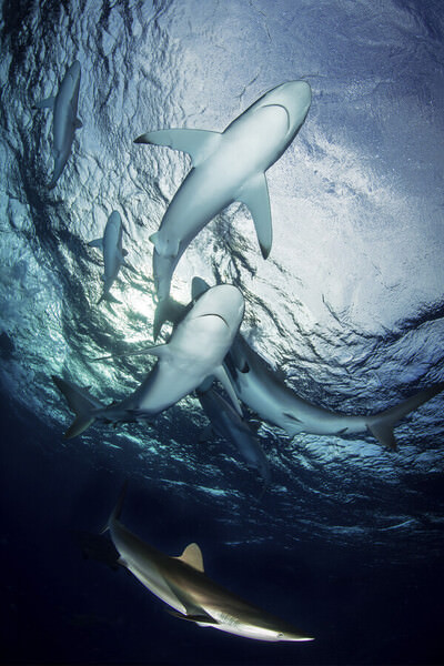 Photograph Massimo Giorgetta Sharks Player on One Eyeland