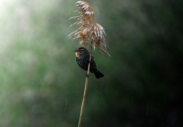 Photograph Raghuvamsh Chavali Red Winged  Blackbird Female on One Eyeland