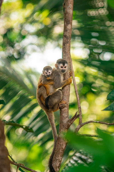 Photograph Alfonso Jimenez Monkey Love on One Eyeland