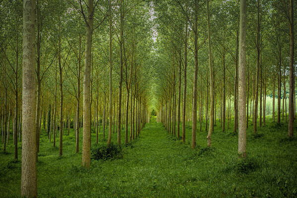 Photograph Joshua Smith Fairy Portal on One Eyeland