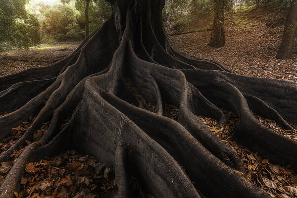 Photograph Graham Earnshaw Reaching Out on One Eyeland