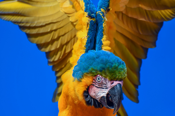 Photograph Kleber De Moraes Arara Caninde on One Eyeland