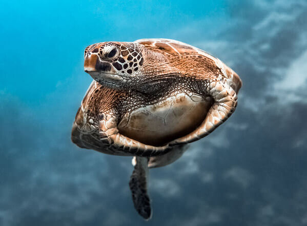 Photograph Charlotte Piho Turtle Hugs on One Eyeland