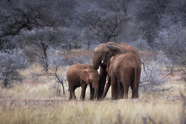 Photograph Anton Guyt Elephants on One Eyeland