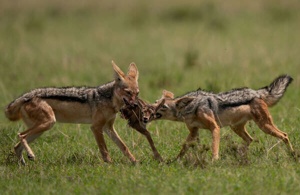 Photograph Shibith Bs Bang In The Middle on One Eyeland