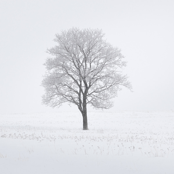 Photograph Tatiana Biriukova Maple on One Eyeland
