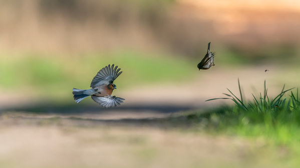 Photograph Damian Stopczynski On The Path on One Eyeland