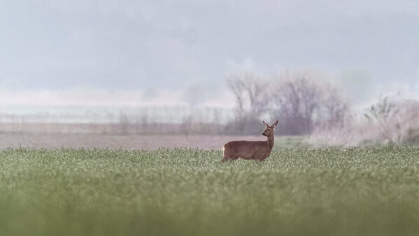 Photograph Damian Stopczynski Roe Deer on One Eyeland
