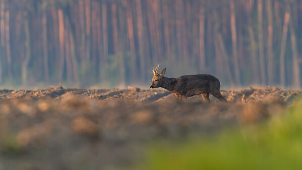 Photograph Damian Stopczynski Roe Deer on One Eyeland