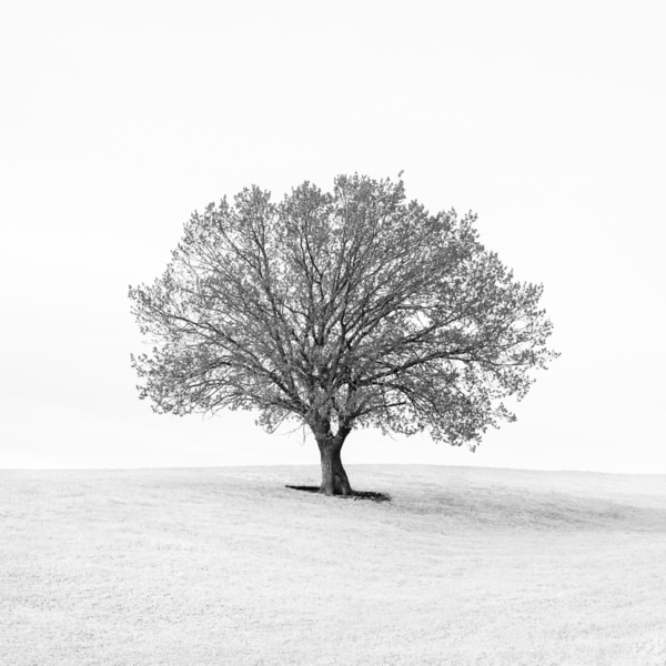 Photograph Evgeny Ivanov Oak on One Eyeland