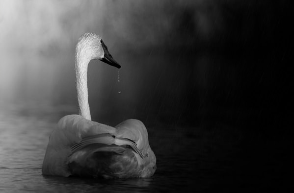 Photograph Raghuvamsh Chavali Trumpeter Swan on One Eyeland