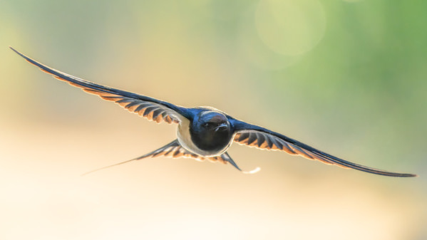 Photograph Damian Stopczynski Swallow on One Eyeland