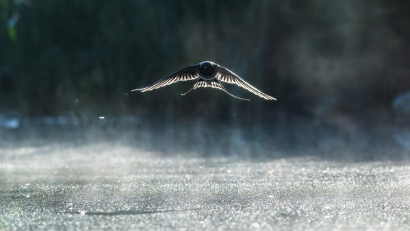 Photograph Damian Stopczynski Swallow on One Eyeland