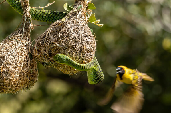 Photograph Matt Walsh Protective Parent on One Eyeland