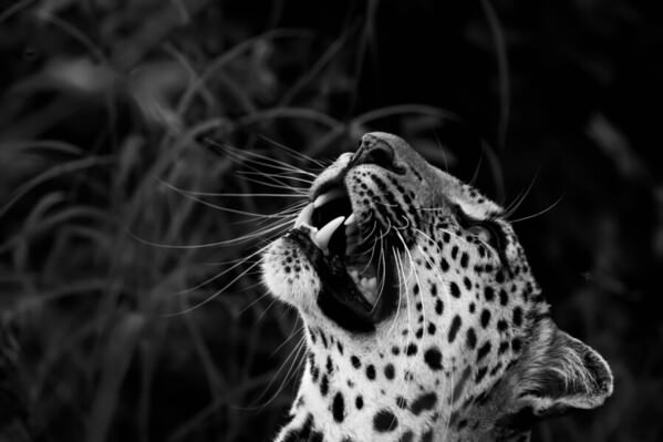 Photograph Matt Walsh Looking Above on One Eyeland