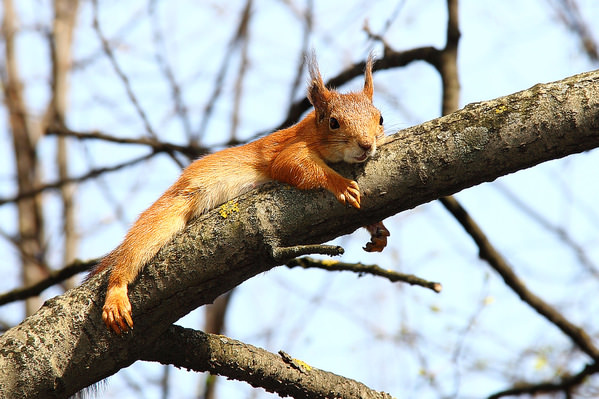 Photograph Dmitry Saltykov Sciurus Vulgaris on One Eyeland