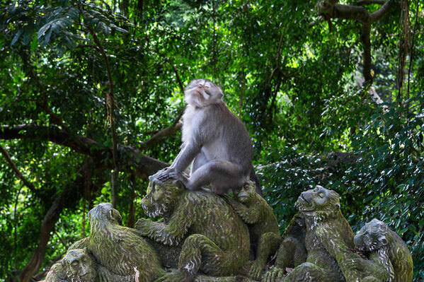 Photograph Satheesh Nair Monkey In Pose Ubud Monkey Forest on One Eyeland