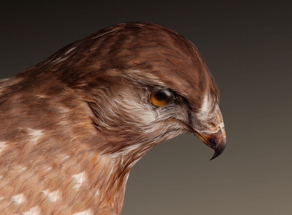 Photograph Ruadh Delone Birds 092 on One Eyeland