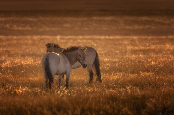 Photograph Tatiana Biriukova Horses on One Eyeland