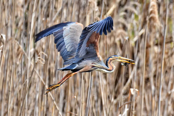 Photograph Dušan Franić Purple Heron on One Eyeland
