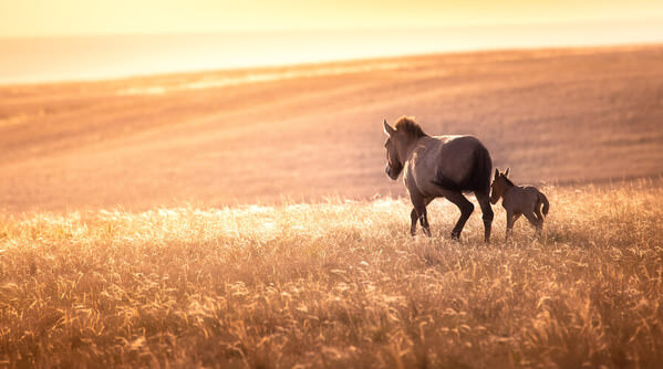 Photograph Tatiana Biriukova Horses on One Eyeland