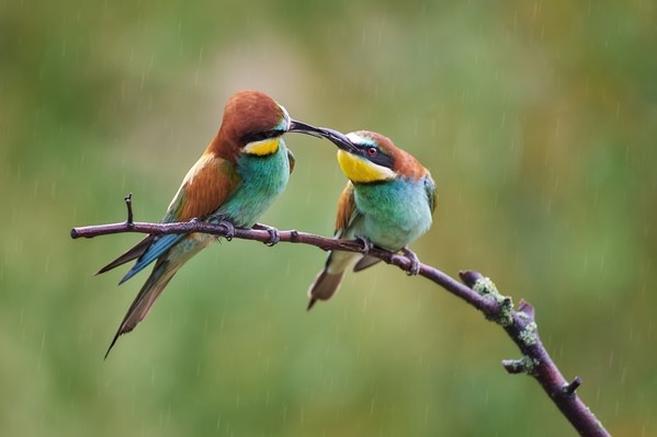 Photograph Jiri Svestka The European Beeeater Merops Apiaster on One Eyeland