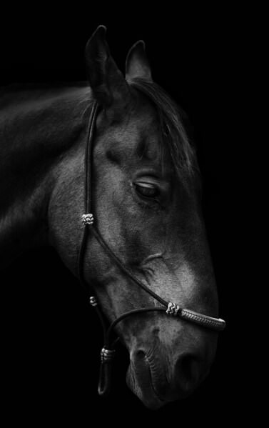 Photograph Afroditi Mavroeidi Bojack on One Eyeland