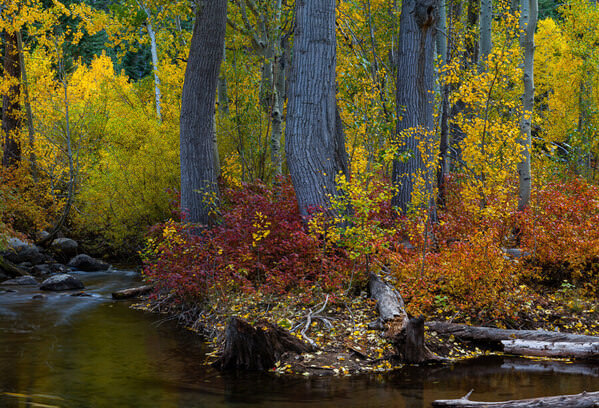 Photograph Joshua Smith Stonetrees on One Eyeland
