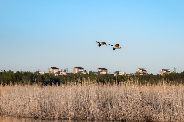 Photograph Tapio Hyvonen Cp_20 on One Eyeland