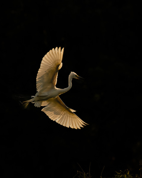 Photograph Anandhu M Golden Wings on One Eyeland