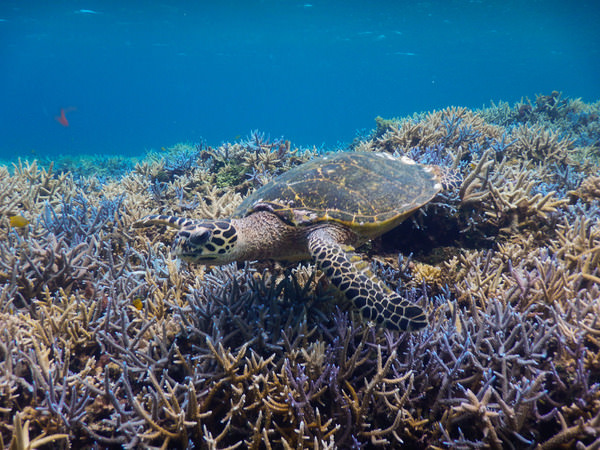 Photograph Hiroyuki Kikuchi Sea Turtle on One Eyeland
