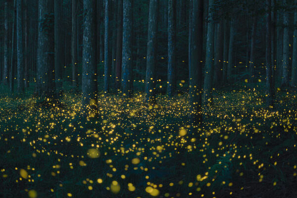 Photograph Vu Quan Firefly Dance on One Eyeland