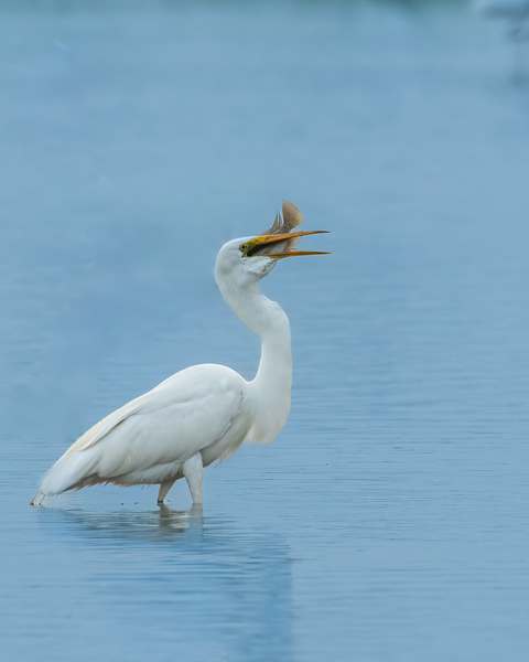 Photograph Anandhu M Mouthful on One Eyeland