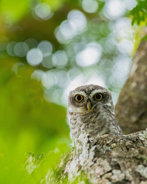 Photograph Anandhu M Mighty Owl on One Eyeland